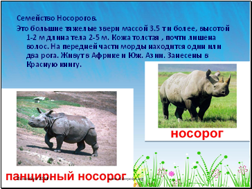 Семейство Носорогов.