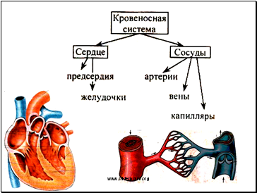 Кровеносные системы животных
