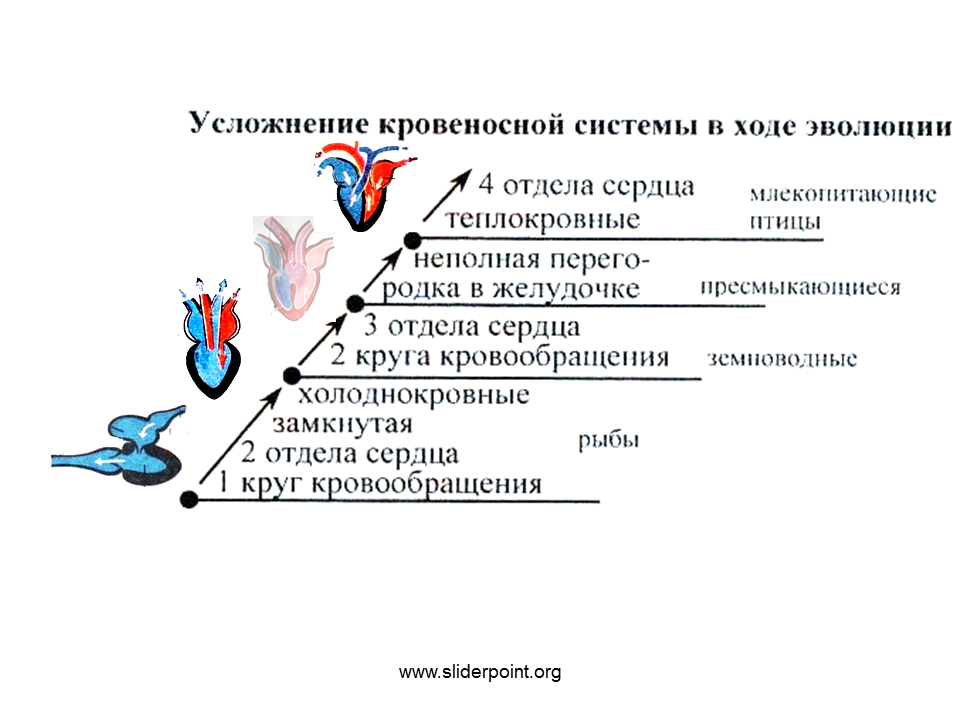 Млекопитающие кровообращение и дыхание