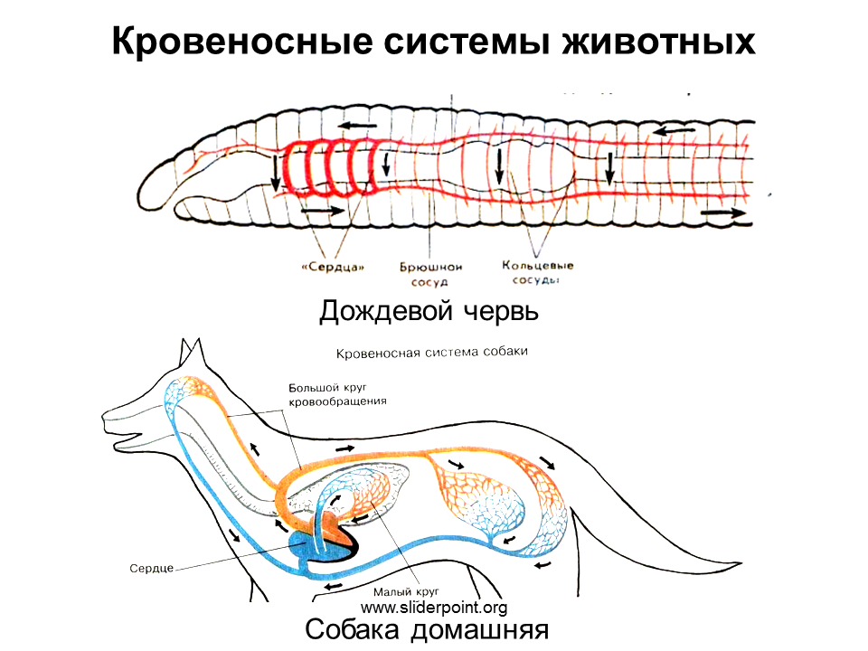 Схема кровеносной системы животных