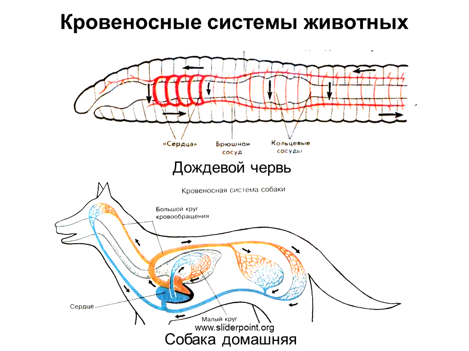 System animal. Кровеносная система многоклеточных животных. Кровеносная система позвоночных животных. Схема органы кровеносной системы животных. Кровяная система животных.