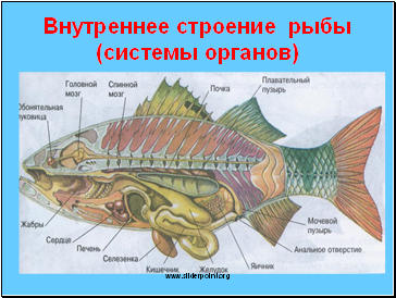 Внутреннее строение рыбы (системы органов)