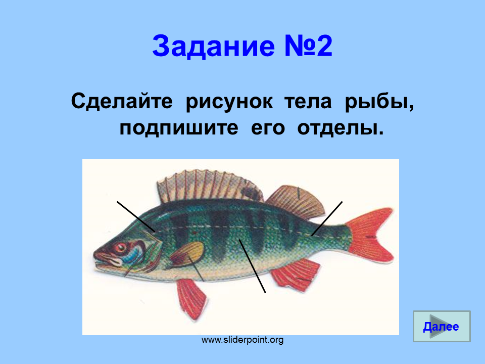 Отделы тела рыбы. Рисунок тела рыбы и его отделы. Рисунок тела рыбы подпишите его отделы. Окраска тела рыб. Какую окраску имеют рыбы