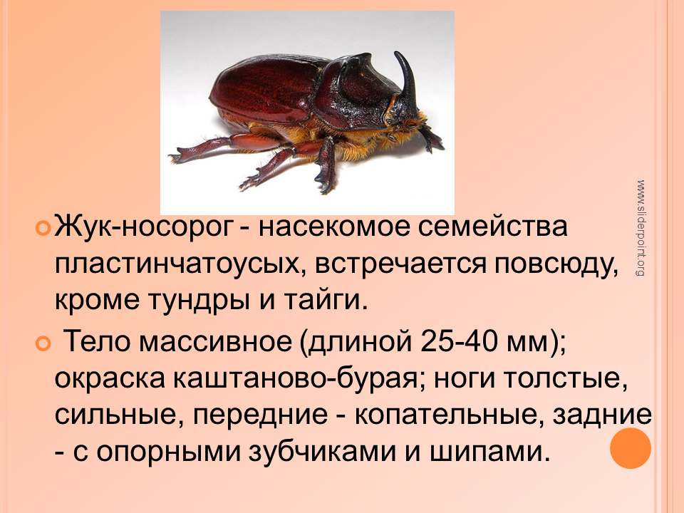 Какой группе относятся жуки. Жук носорог самка. Жук носорог скарабей. Жук носорог брюшко. Жук носорог описание для детей.