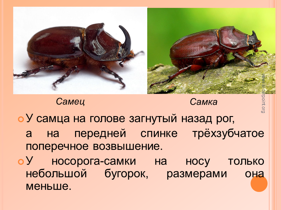 Жук носорог хрущ Майский. Жук носорог самка и самец отличия. Жук носорог самка и самец. Жук носорог самка самка.