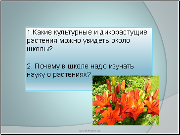 1.Какие культурные и дикорастущие растения можно увидеть около школы? 2. Почему в школе надо изучать науку о растениях?