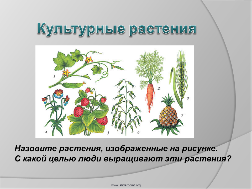 Культурные растения. Дикорастущие и культурные растения. Культурные растения картинки. Культурное растение рисунок.