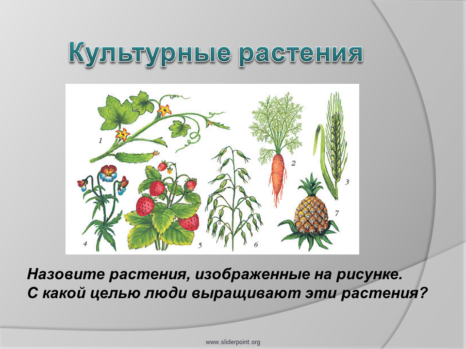 Культурные растения нарисовать. Культурные растения. Дикорастущие и культурные растения. Культурные растения картинки. Культурное растение рисунок.