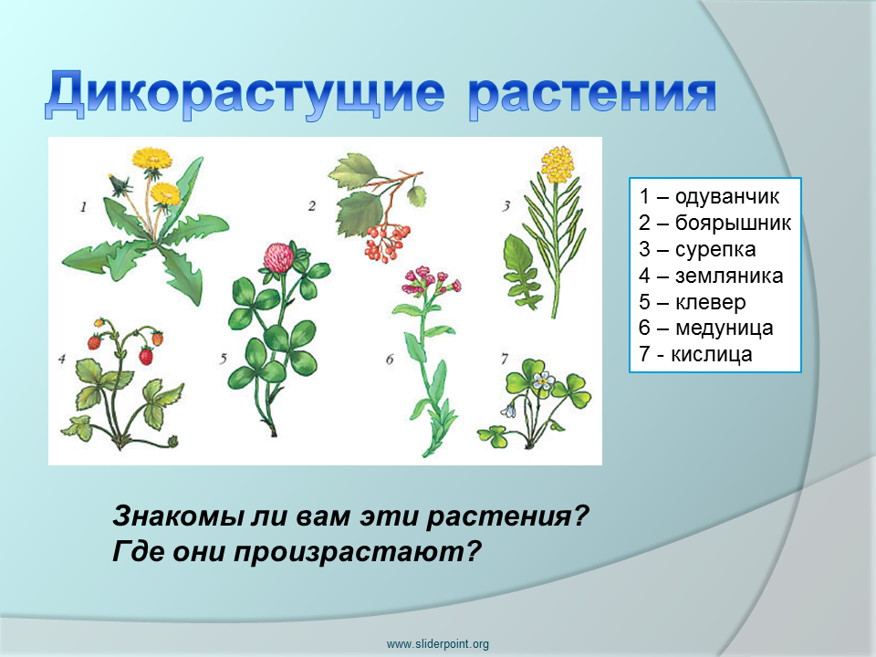 Растения это. 5 Дикорастущих растений. Дикорастущие лекарственные растения. Дикорастущие дикорастущие растения. Травы дикорастущие и культурные.