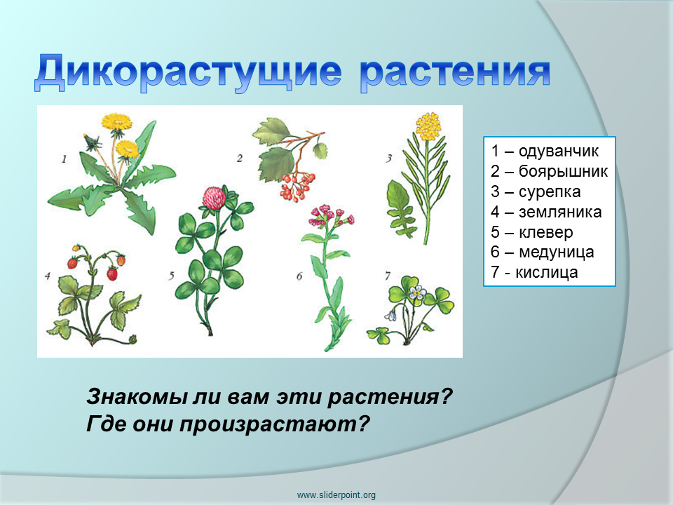 Полезные для человека дикорастущие растения. 5 Дикорастущих растений. Дико растушиерастения. Дикорастущие дикорастущие растения. Дикорастущие лекарственные растения.