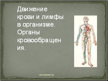 Движение крови и лимфы в организме. Органы кровообращения.