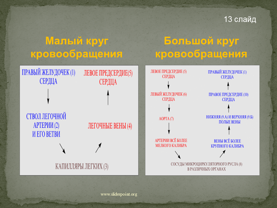 Время движения крови. Последовательность передвижения крови по большому кругу. Последовательность крови по малому кругу. Последовательность кровообращения. Круги кровообращения последовательность.