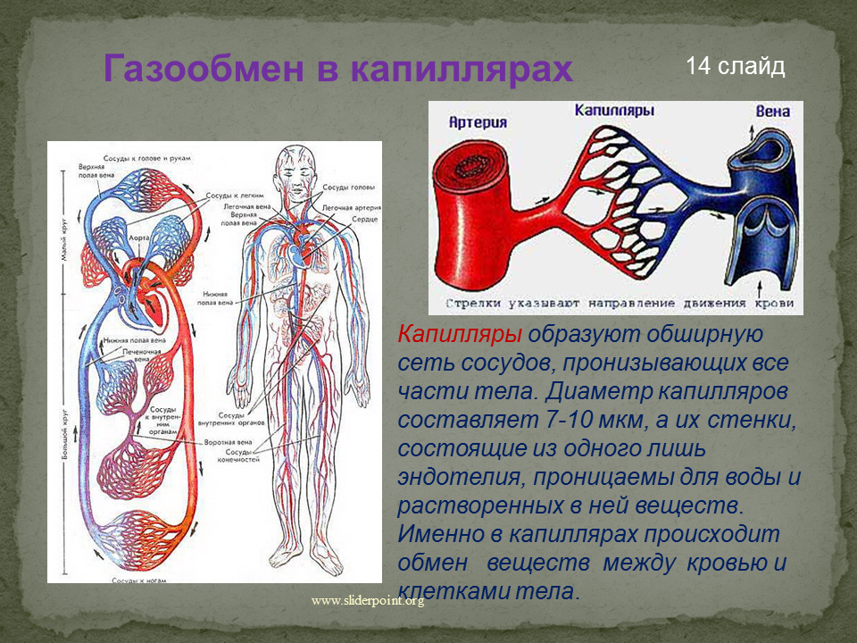 Направление движения крови вен