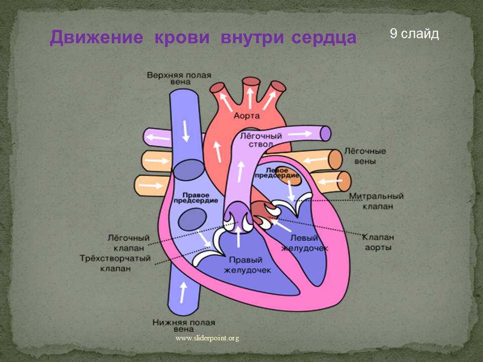 Движение крови в сердце. Строение сердца человека. Ток крови в сердце. Движение крови внутри сердца. Направление крови в венах