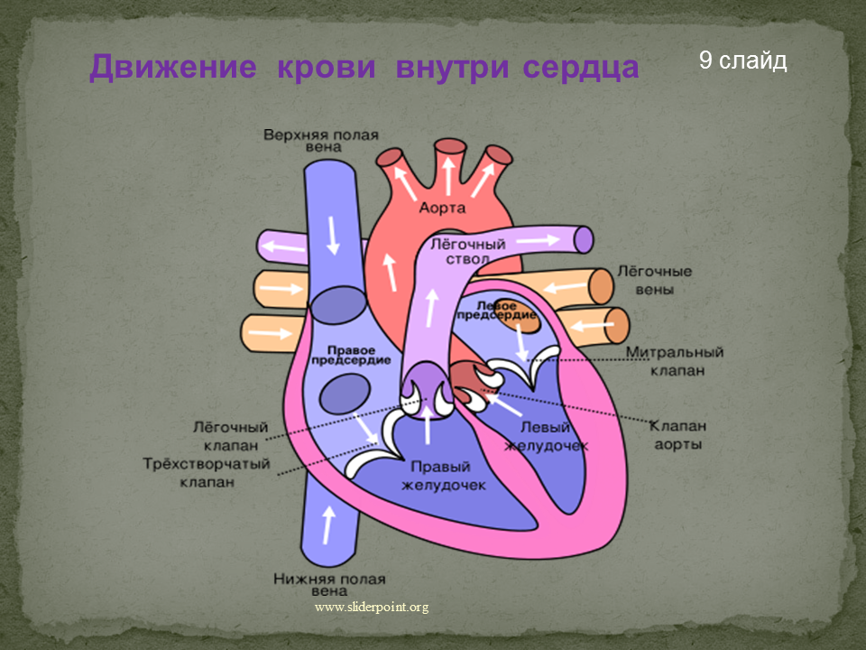 Направление крови в венах