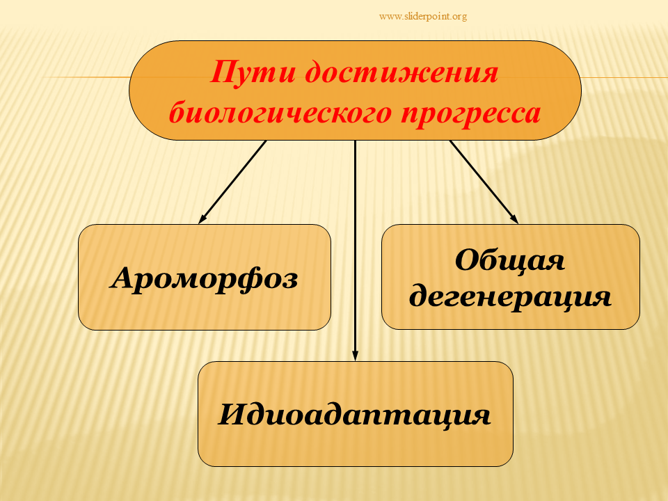 Пути достижения био прогресса. Направления эволюции и пути достижения биологического Прогресс. Ароморфоз достижения биологического прогресса. Пути развития ароморфоз идиоадаптация. Главные направления эволюции ароморфоз