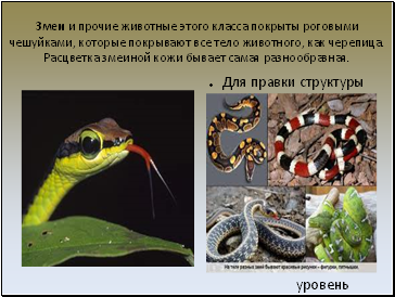 Змеи и прочие животные этого класса покрыты роговыми чешуйками, которые покрывают все тело животного, как черепица. Расцветка змеиной кожи бывает самая разнообразная.
