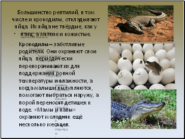 Большинство рептилий, в том числе и крокодилы, откладывают яйца. Их яйца не твёрдые, как у птиц, а мягкие и кожистые.