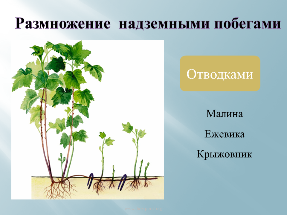 Какие способы размножения надземными побегами. Размножение ползучими побегами. Вегетативное размножение растений побег. Вегетативное размножение ползучими побегами. Вегетативное размножение надземными побегами.