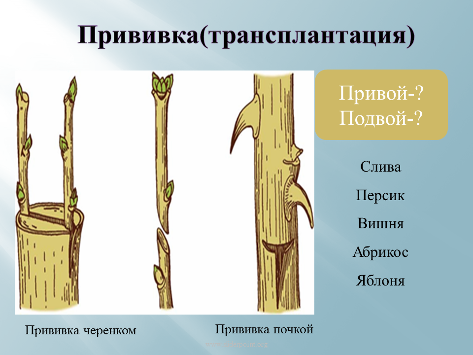 Какие способы размножения надземными побегами вы знаете. Прививки растений подвой привой. Размножение отводками и прививкой. Вегетативное размножение прививкой черенком. Способы вегетативного размножения растений прививкой.