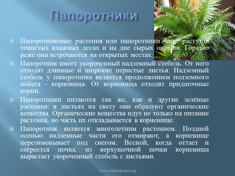 Значение папоротников в жизни природы. Папоротник доклад. Сообщение о папоротнике. Рассказ о папоротнике. Доклад на тему папоротники.