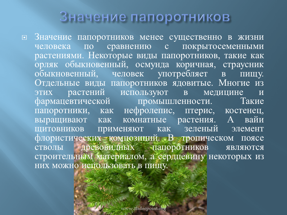 Роль папоротников в жизни человека. Величина растения папоротники. Сообщение о папоротнике. Папоротник доклад.