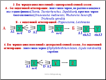 3.       .  -    - ,      (Taenia, Taeniarhynchus, Dipylidium);  -(Dracunculusmedinensis, Wuchereriabancrofti, Trichinellaspiralis)  -    -Trypanosoma, Leishmania