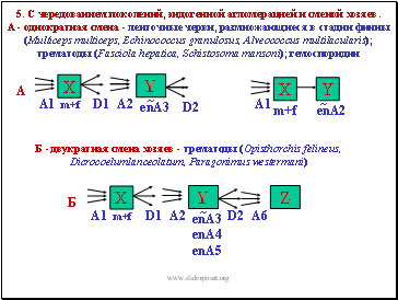 5. C  ,     .  -   -  ,    (Multicepsmulticeps, Echinococcusgranulosus, Alveococcusmultilacularis);  (Fasciolahepatica, Schistosomamansoni); 