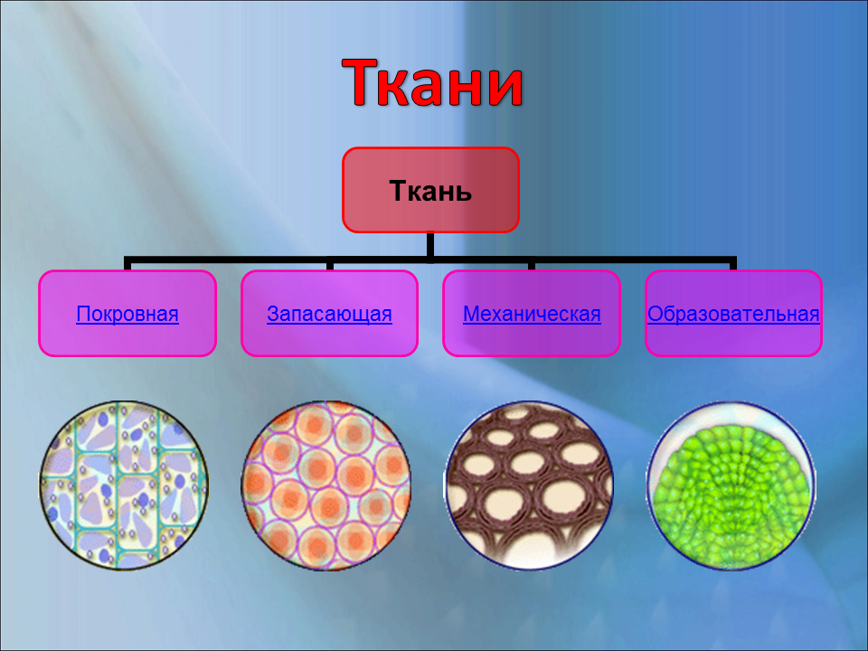 Покровная ткань кожица запасающая ткань. Образовательная ткань и запасающая. Запасающая ткань под микроскопом. Образовательная ткань растений. Образовательная растительная ткань.