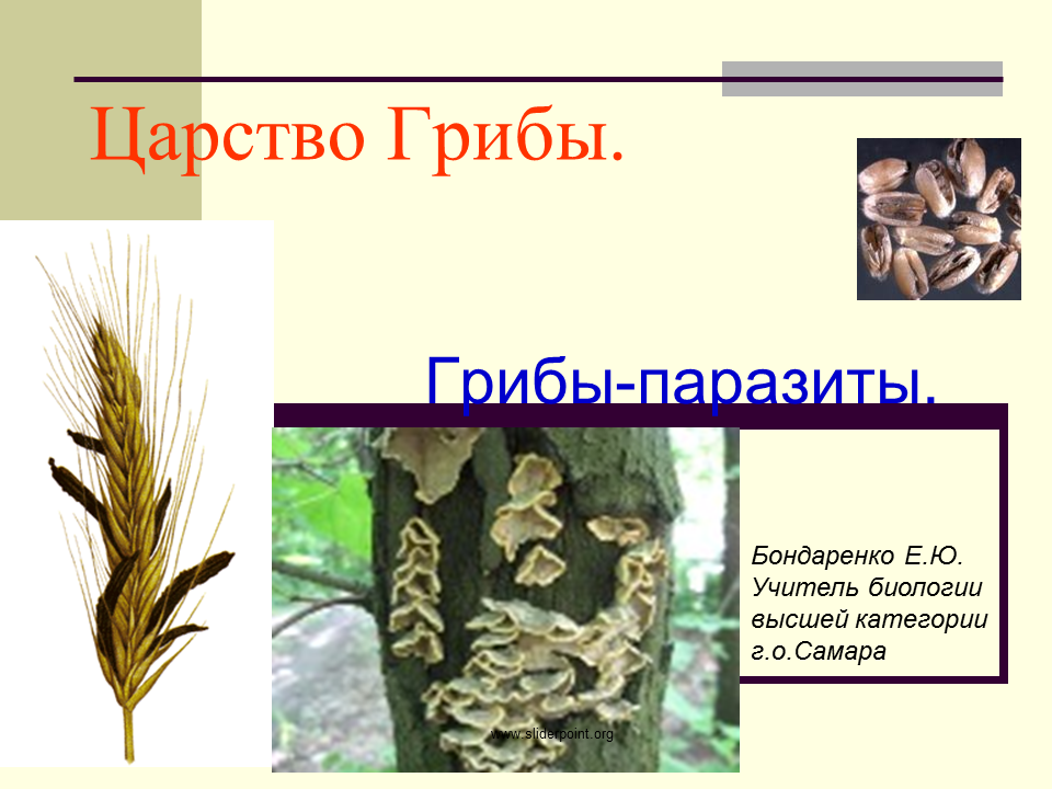 Царство грибов паразитические грибы. Облигатные грибы паразиты. Гриб паразит злаковых культур. Факультативные грибы паразиты.