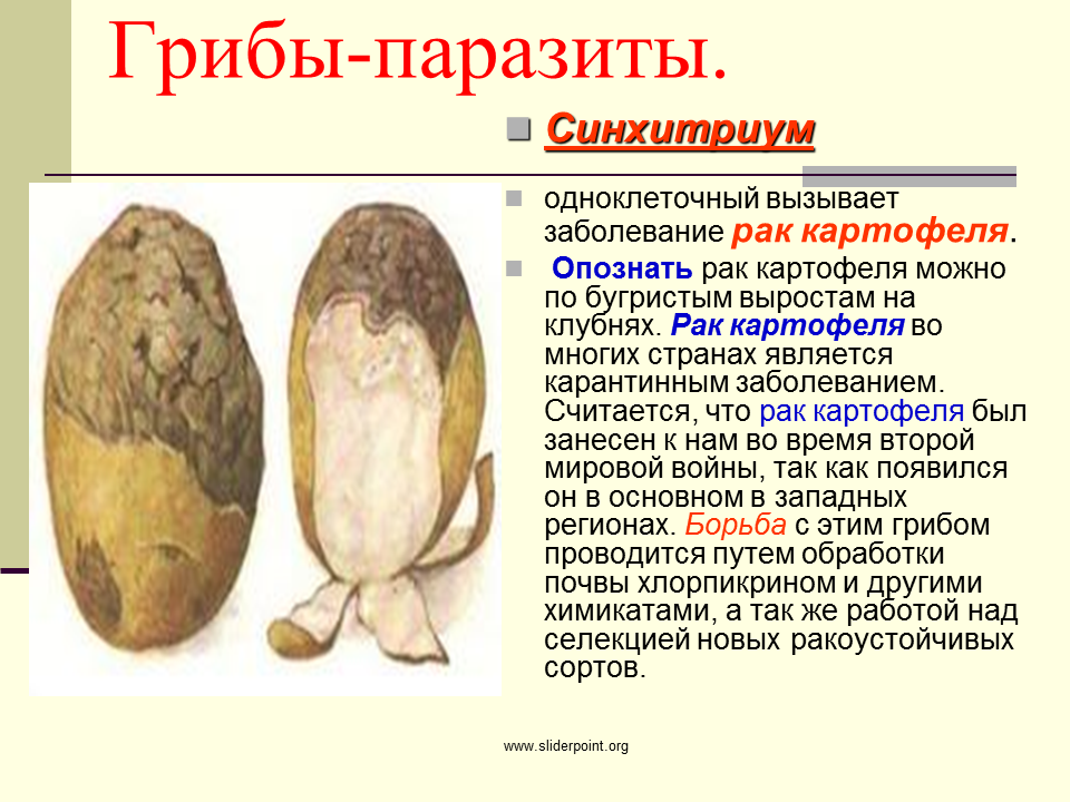 Паразитические грибы заболевания