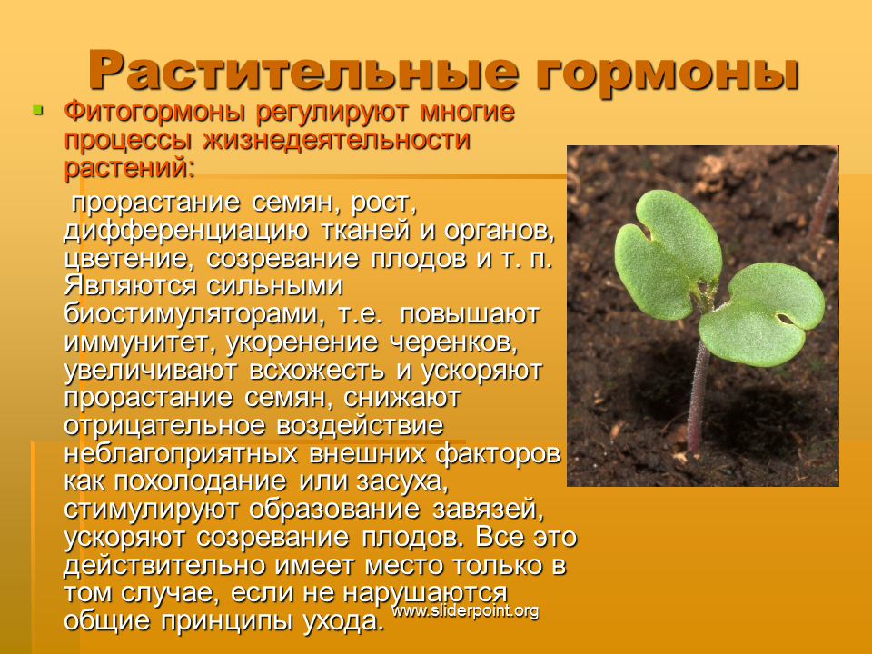 Влияние фитогормонов на рост. Гормоны роста растений (фитогормоны). Гормоны роста растений фитогормоны таблица. Фитогормоны биология растения. Влияние на рост растений гормонов.