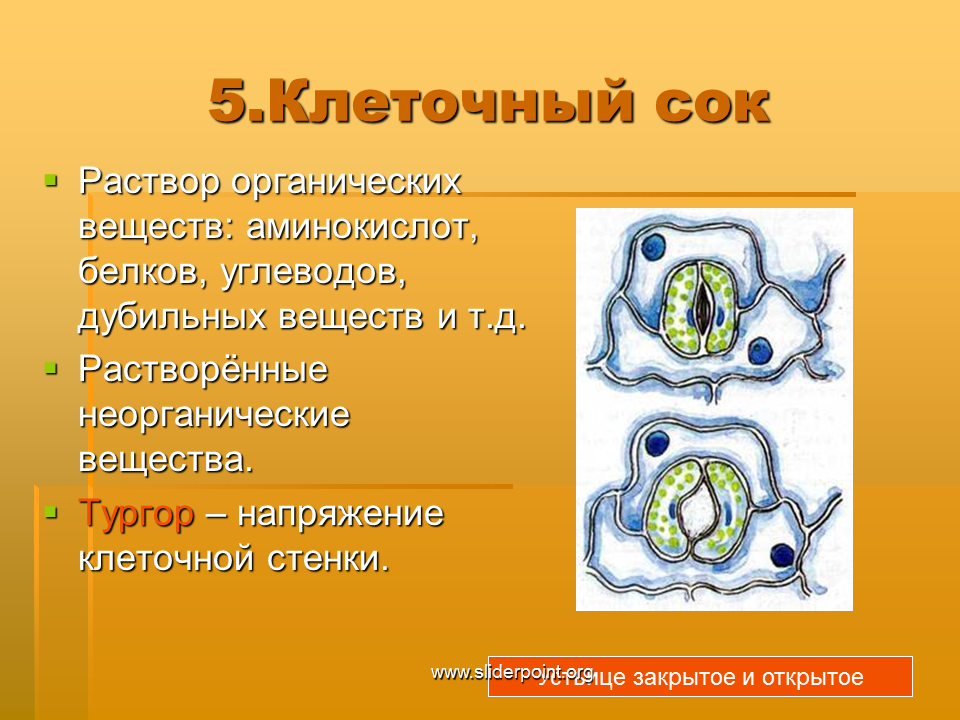 Клеточный сок содержимое вакуоли. Клеточный сок. Что содержит клеточный сок. Коеточный сок содержат. Клеточный сок растений.