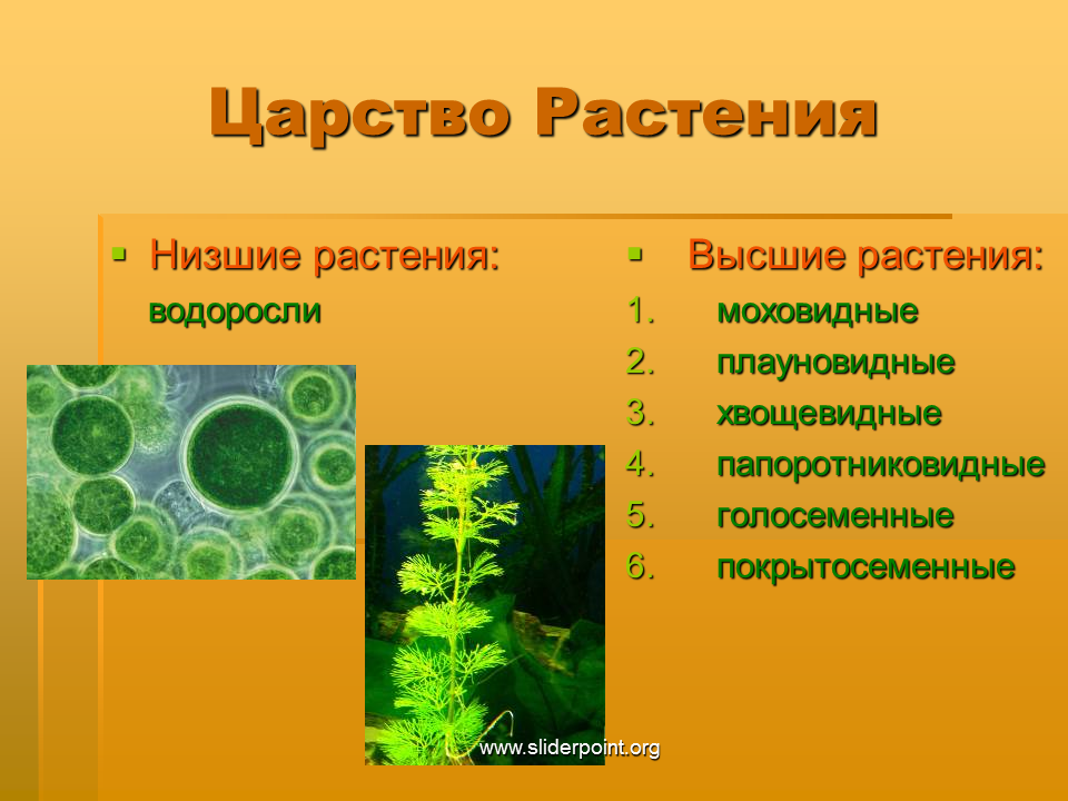 Какие общие признаки водорослей. Царство растений. Низшие растения. Низкие растения. Многообразие растений высшие и низшие.