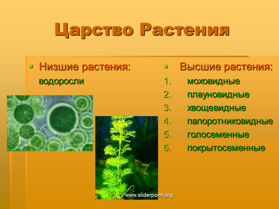 Водоросли сходство и различия