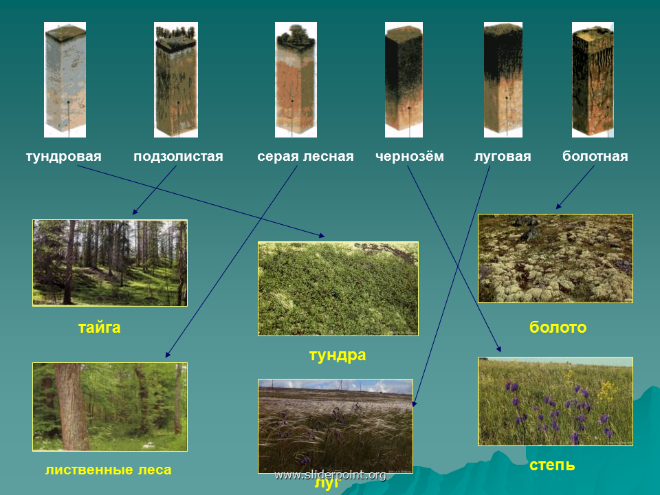 Разнообразие почв 4. Типы почв. Название типа почв. Различные типы почв. Подзолистый Тип почвы.