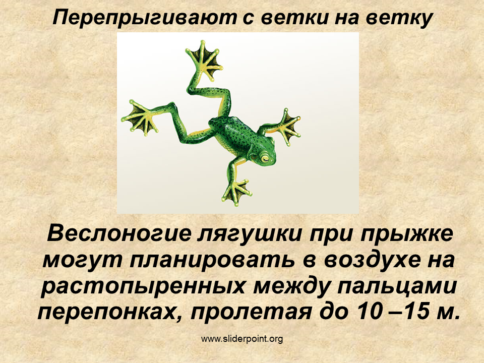 Перепонки между пальцами у земноводных. Веслоногие лягушки внешнее строение. Веслоногая лягушка в прыжке. Строение веслоногой лягушки. Перепонки между пальцами у лягушек.