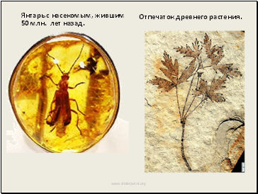 Янтарь с насекомым, жившим 50 млн. лет назад.