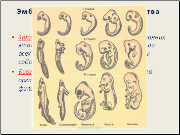Эмбриологические доказательства эволюции.