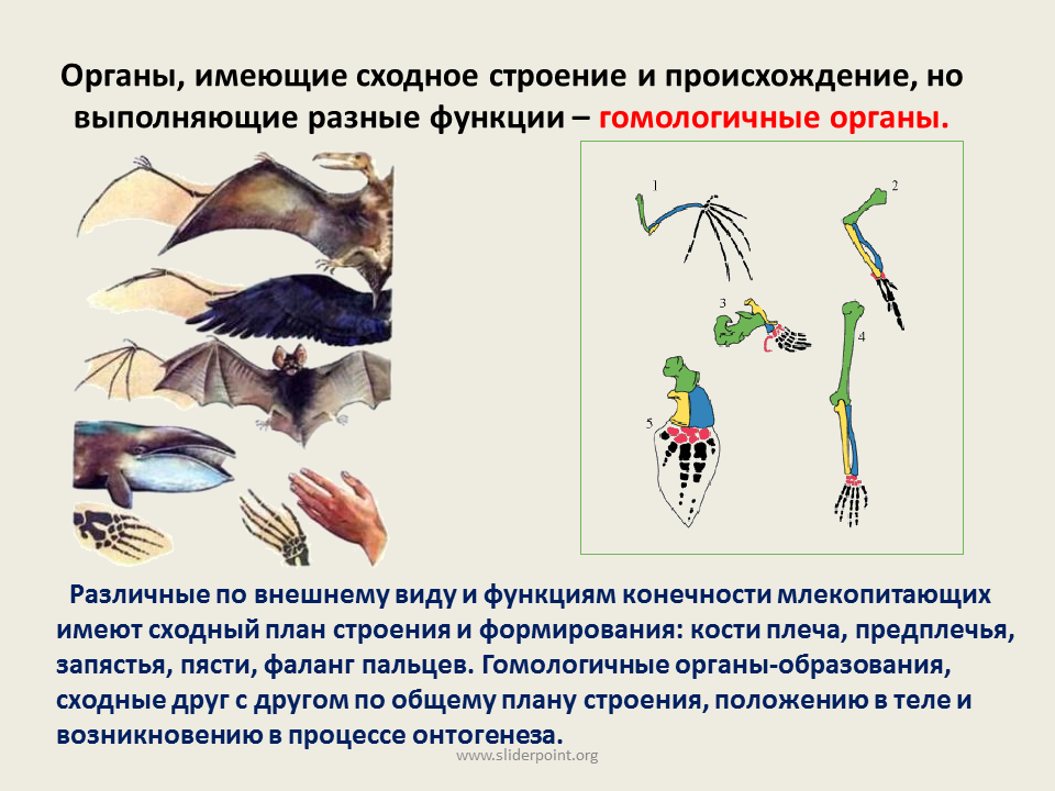 Переходные формы сравнительно анатомические. Гомологичные органы. Гомологичные органы доказательства эволюции. Сравнительно-анатомические доказательства. Гомологичные органы строение и функции.