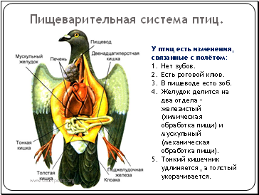 Пищеварительная система птиц.