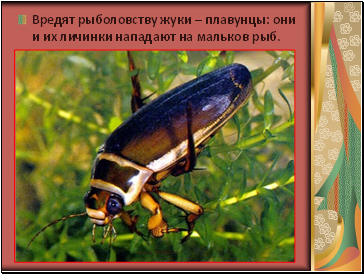 ¬ред¤т рыболовству жуки Ц плавунцы: они и их личинки нападают на мальков рыб.