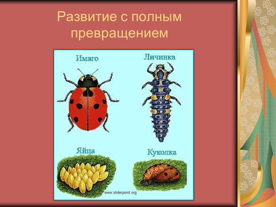 Какое развитие у жуков. Стадии развития Жуков с полным превращением. Жизненный цикл жесткокрылых Жуков. Развитие с полным превращением. Жуки развитие с полным превращением.