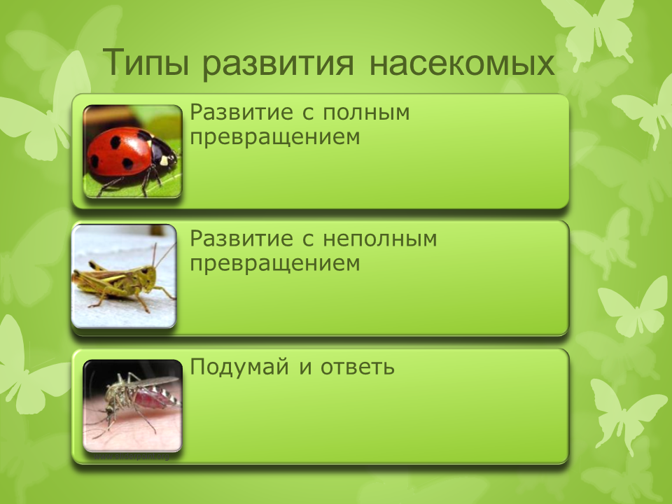 Типы развития насекомых. Полное и неполное превращение насекомых. Развитие с неполным превращением у насекомых. Насекомые с полным превращением.