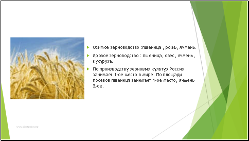 Озимое зерноводство :пшеница , рожь, ячмень.