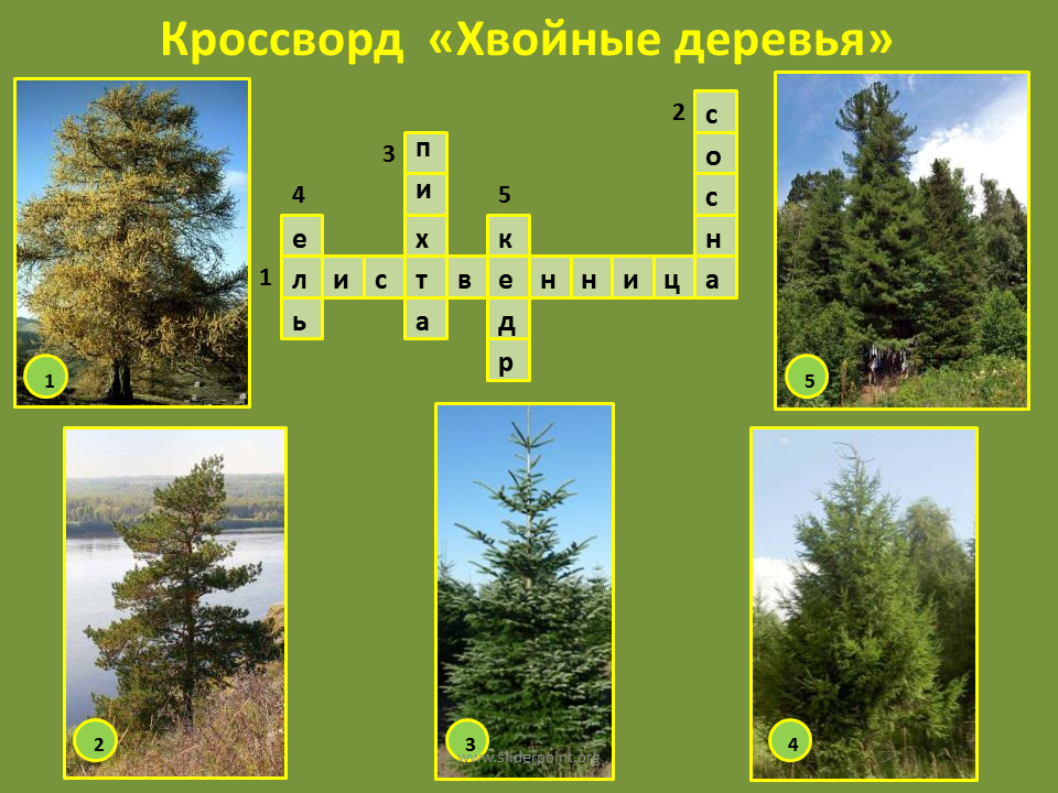 Хвойный кроссворд. Кроссворд хвойные деревья. Кроссворд на тему хвойные. Кроссворд на тему хвойные деревья. Хвойные деревья красаоод.