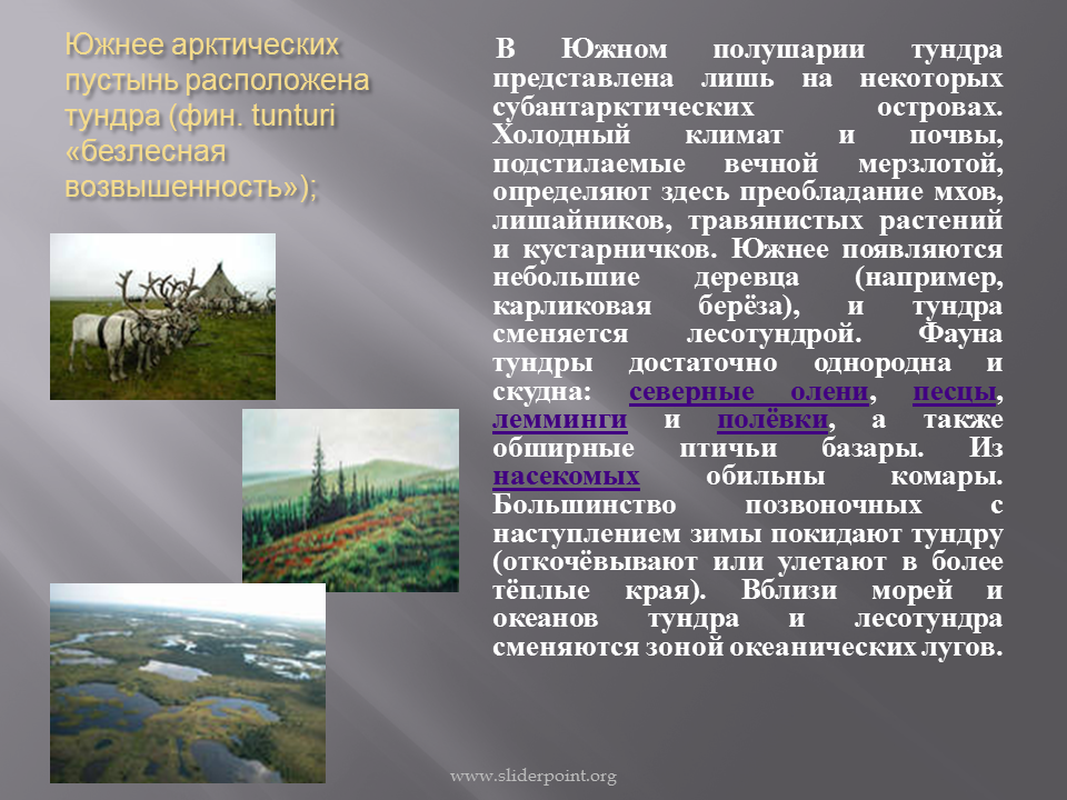 Тундра расположена на равнинах на возвышенностях в горах. Почвы холодного климата. Безлесная природная зона с преобладанием травянистой растительности. Безлесная природная зона преобладание травянистой.