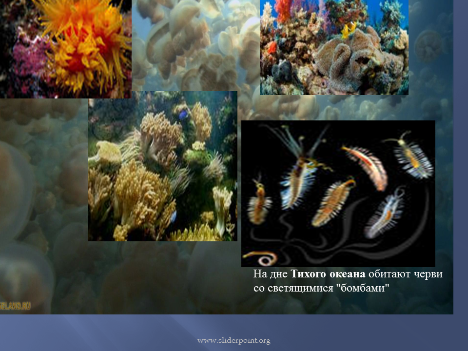 Презентацию животный и растительный мир океана. Растительный и животный мир Тихого океана. Тихий океан обитатели и растения. Обитатели океана презентация. Тихий океан презентация.