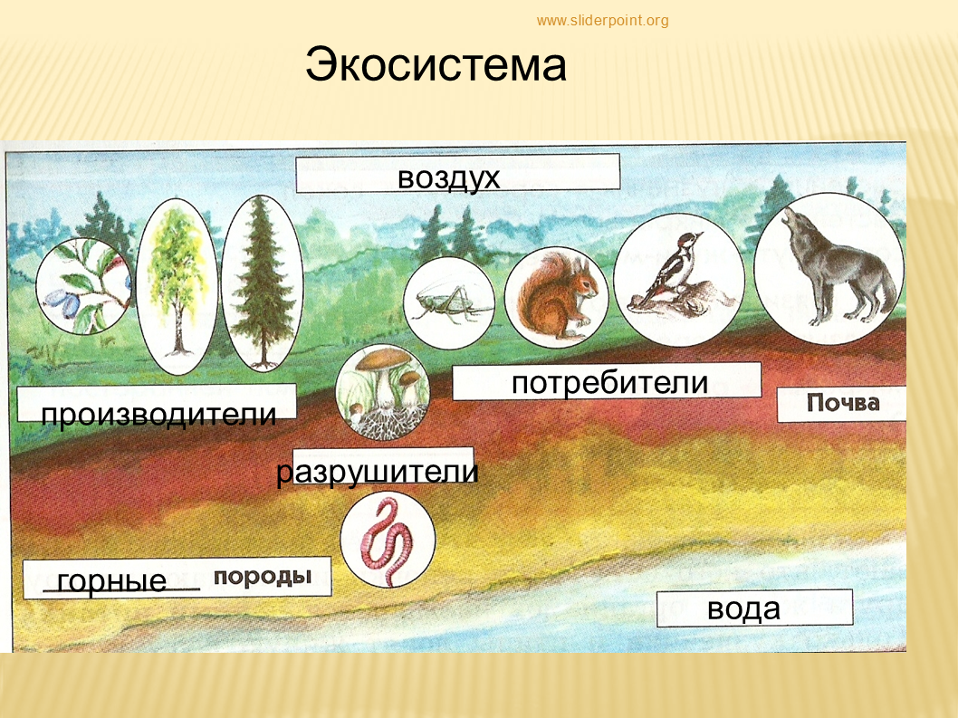 Роль в природных экосистемах. Экосистема. Сообщество живых организмов. Экосистема это в экологии. Производители, потребителиhfpheibntkb.