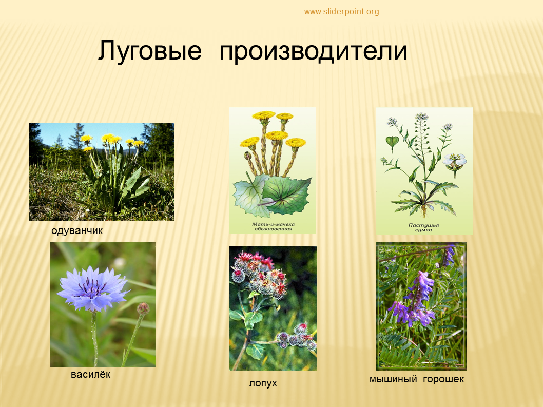 Животные и растения производители. Производители на лугу. Растения обитающие на лугу. Названия полевых цветов с картинками. Экосистема Луга производители.